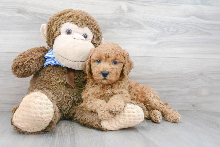 Cute Mini Goldendoodle Baby