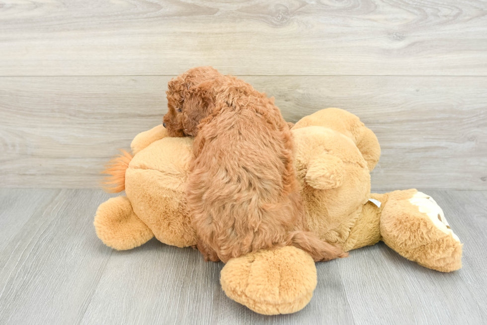 Little Mini Goldenpoo Poodle Mix Puppy