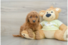 Mini Goldendoodle Puppy for Adoption