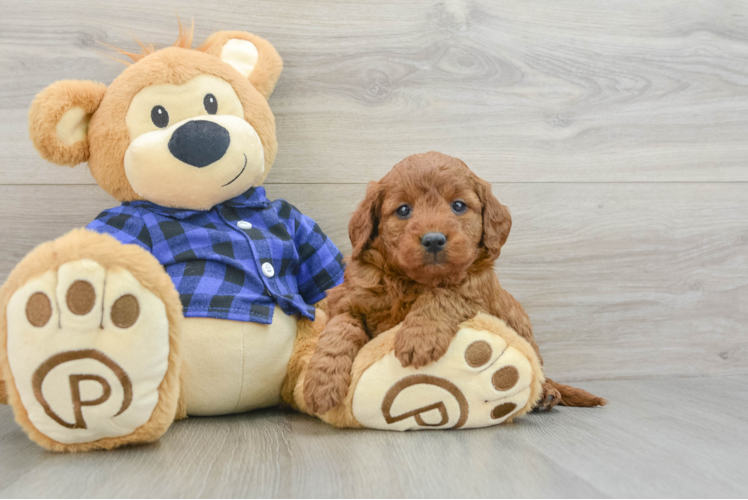 Meet Judith - our Mini Goldendoodle Puppy Photo 1/3 - Puppy Love PR Best Mini Goldendoodle Baby