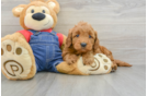 Mini Goldendoodle Puppy for Adoption