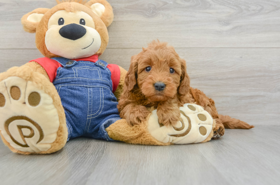 6 week old Mini Goldendoodle Puppy For Sale - Puppy Love PR