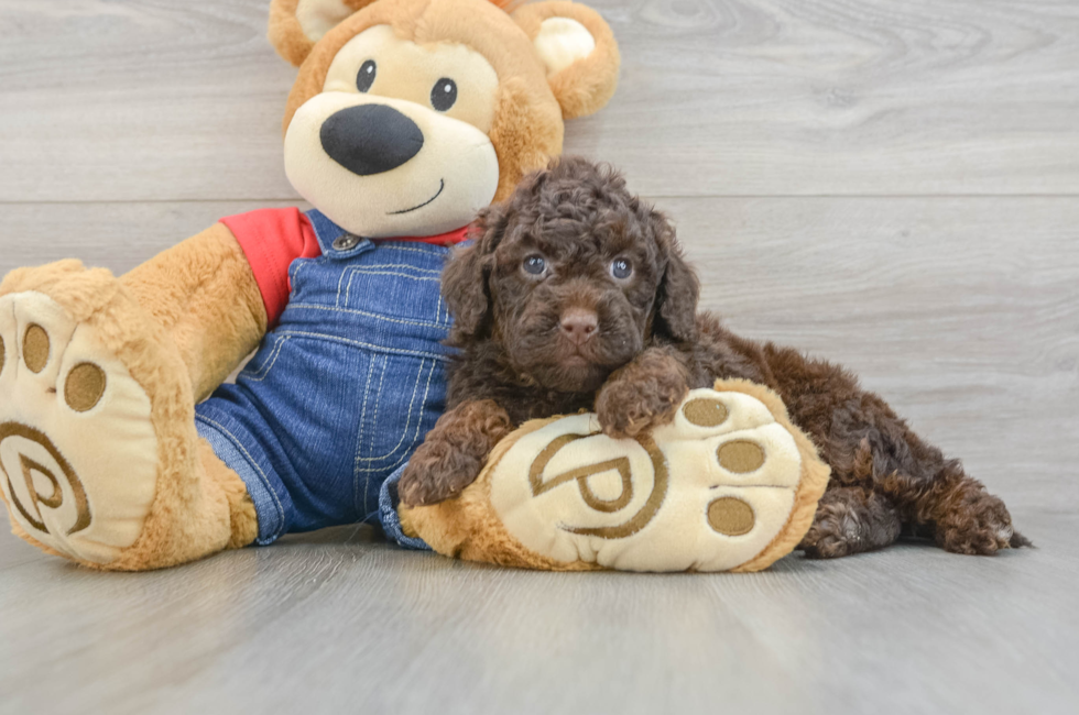 6 week old Mini Goldendoodle Puppy For Sale - Puppy Love PR