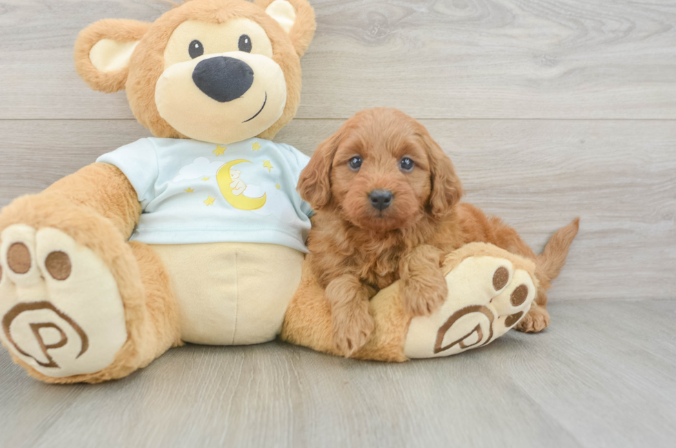 5 week old Mini Goldendoodle Puppy For Sale - Puppy Love PR