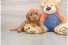 Smart Mini Goldendoodle Poodle Mix Pup