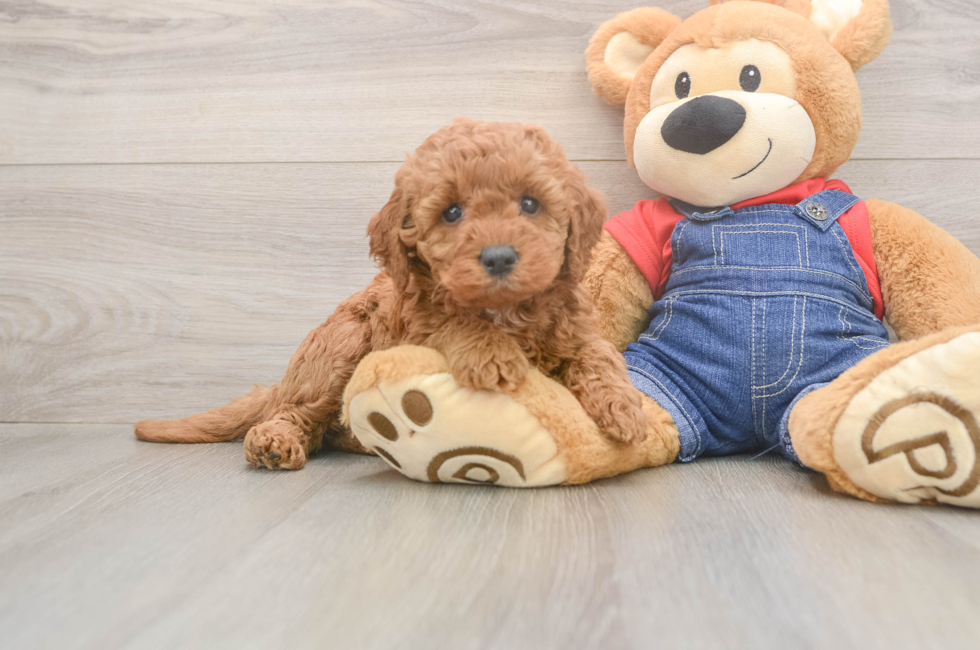 5 week old Mini Goldendoodle Puppy For Sale - Puppy Love PR