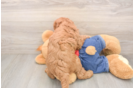 Mini Goldendoodle Puppy for Adoption