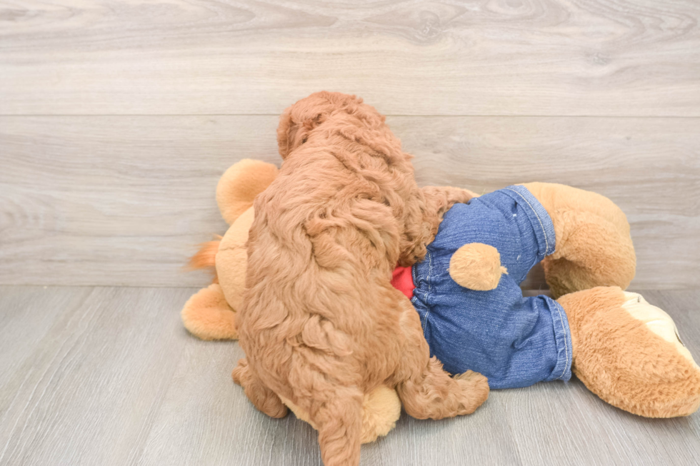 Mini Goldendoodle Puppy for Adoption