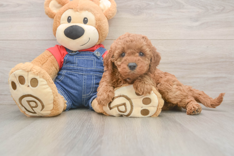 Cute Mini Goldendoodle Baby