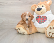 6 week old Mini Goldendoodle Puppy For Sale - Puppy Love PR