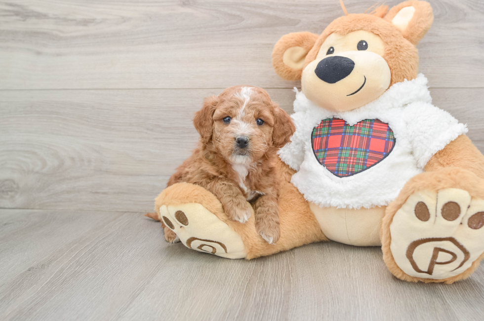 5 week old Mini Goldendoodle Puppy For Sale - Puppy Love PR