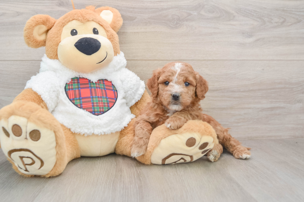 Little Mini Goldenpoo Poodle Mix Puppy