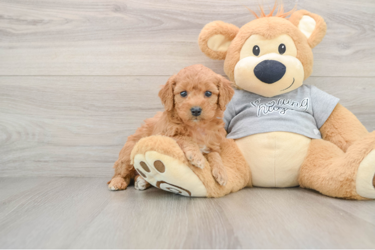 Fluffy Mini Goldendoodle Poodle Mix Pup
