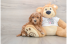 Best Mini Goldendoodle Baby