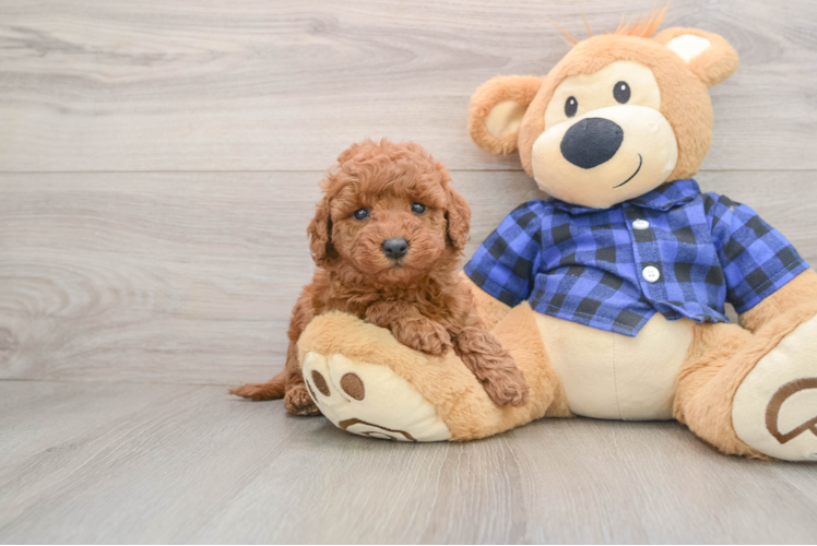 Petite Mini Goldendoodle Poodle Mix Pup