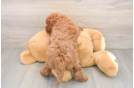 Small Mini Goldendoodle Baby