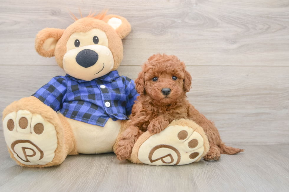 Smart Mini Goldendoodle Poodle Mix Pup