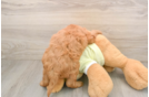 Best Mini Goldendoodle Baby