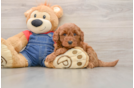 Smart Mini Goldendoodle Poodle Mix Pup