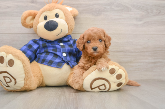 Sweet Mini Goldendoodle Baby