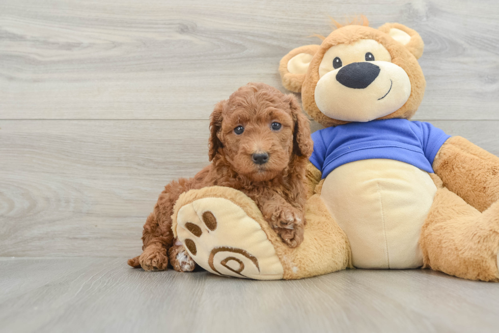 Fluffy Mini Goldendoodle Poodle Mix Pup