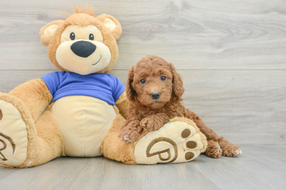 6 week old Mini Goldendoodle Puppy For Sale - Puppy Love PR