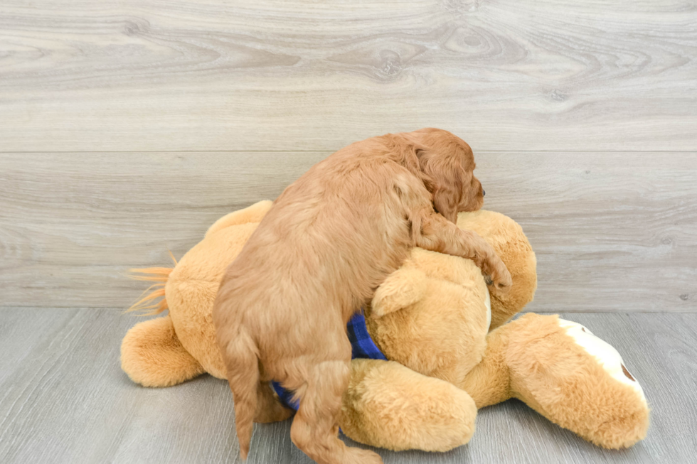 Mini Goldendoodle Puppy for Adoption