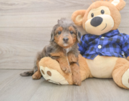 7 week old Mini Goldendoodle Puppy For Sale - Puppy Love PR