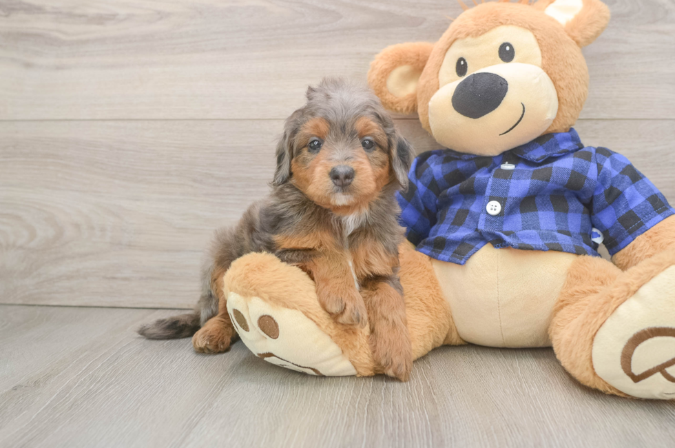 6 week old Mini Goldendoodle Puppy For Sale - Puppy Love PR