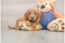 Best Mini Goldendoodle Baby
