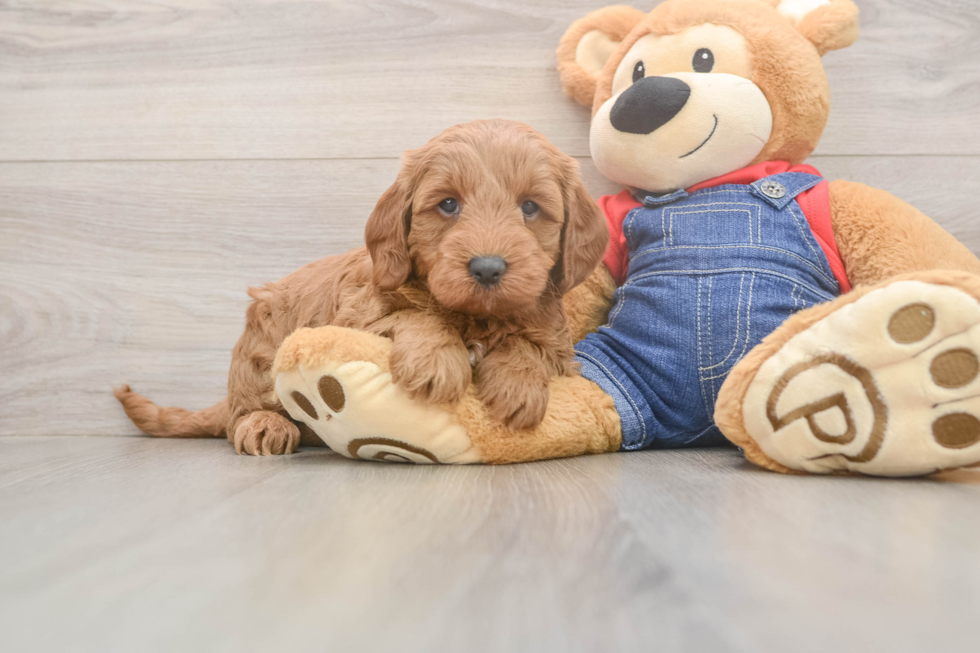 Best Mini Goldendoodle Baby