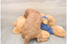 Best Mini Goldendoodle Baby