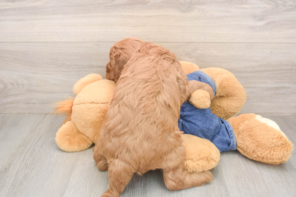 Best Mini Goldendoodle Baby
