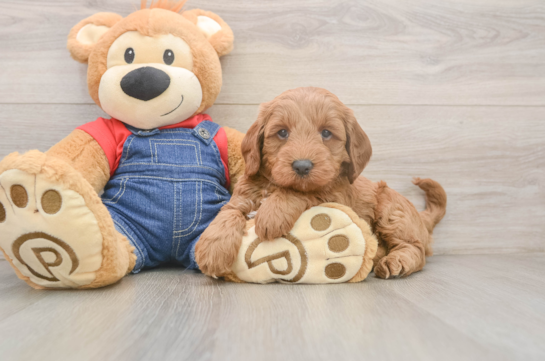 Best Mini Goldendoodle Baby