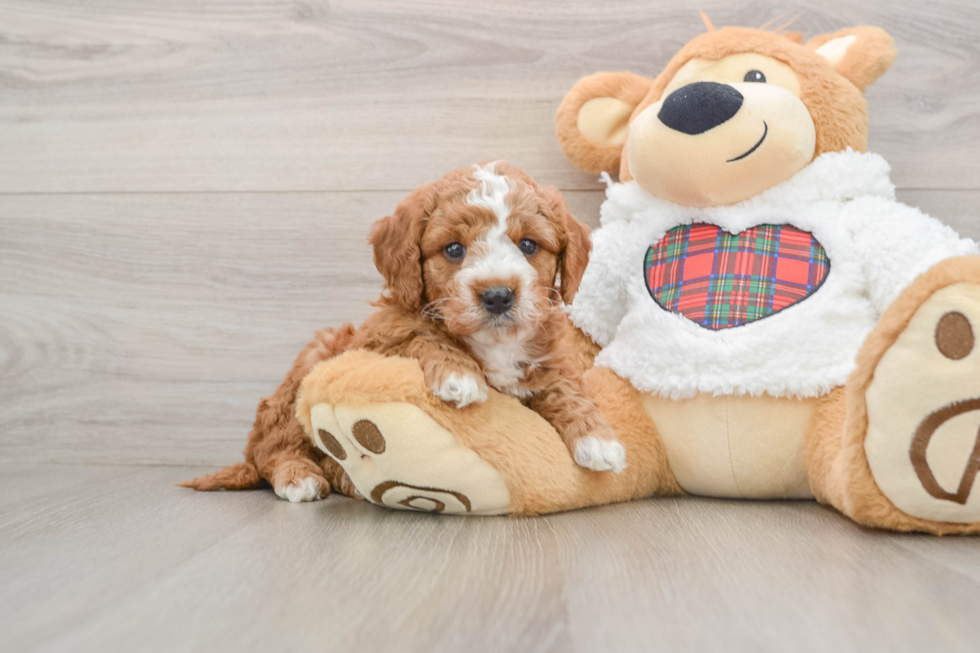 Sweet Mini Goldendoodle Baby