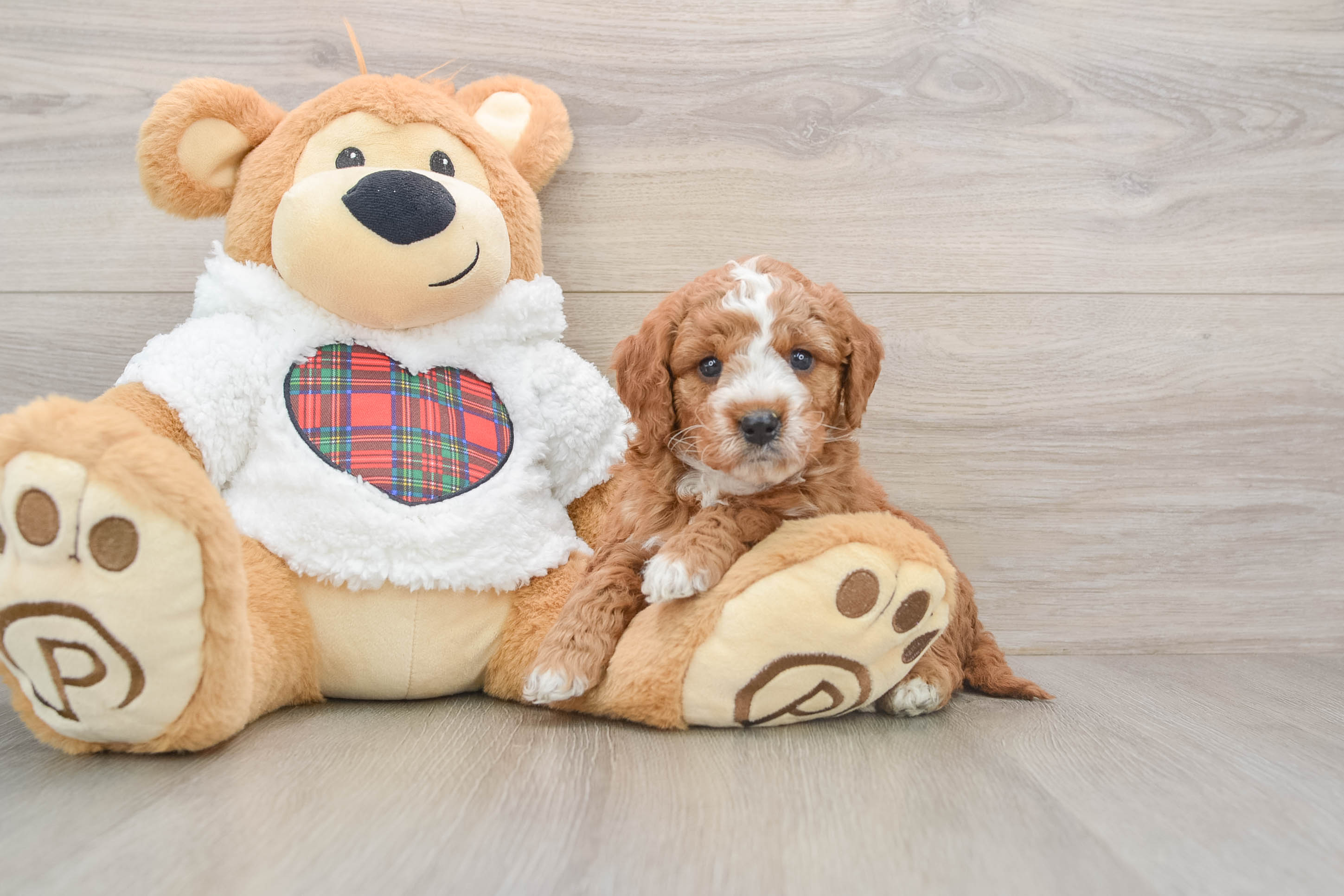 Mini Goldendoodle Pup Being Cute