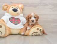 6 week old Mini Goldendoodle Puppy For Sale - Puppy Love PR