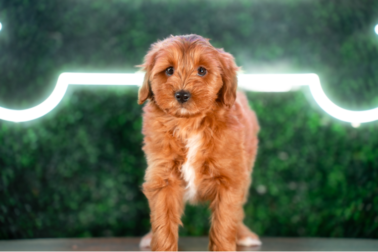 Cute Mini Goldenpoo Poodle Mix Puppy
