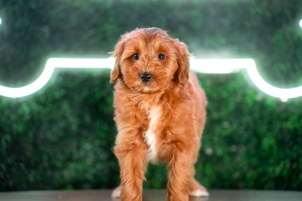 Cute Mini Goldenpoo Poodle Mix Puppy