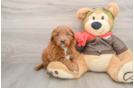 Mini Goldendoodle Puppy for Adoption