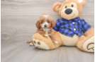 Mini Goldendoodle Puppy for Adoption