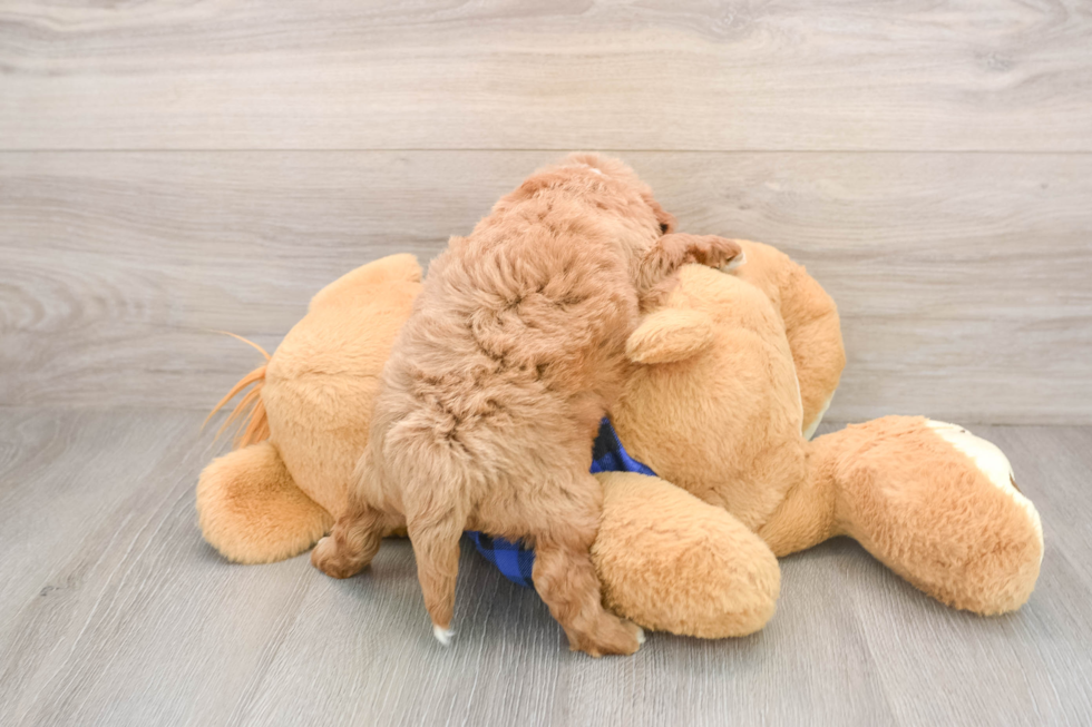 Playful Mini Groodle Poodle Mix Puppy