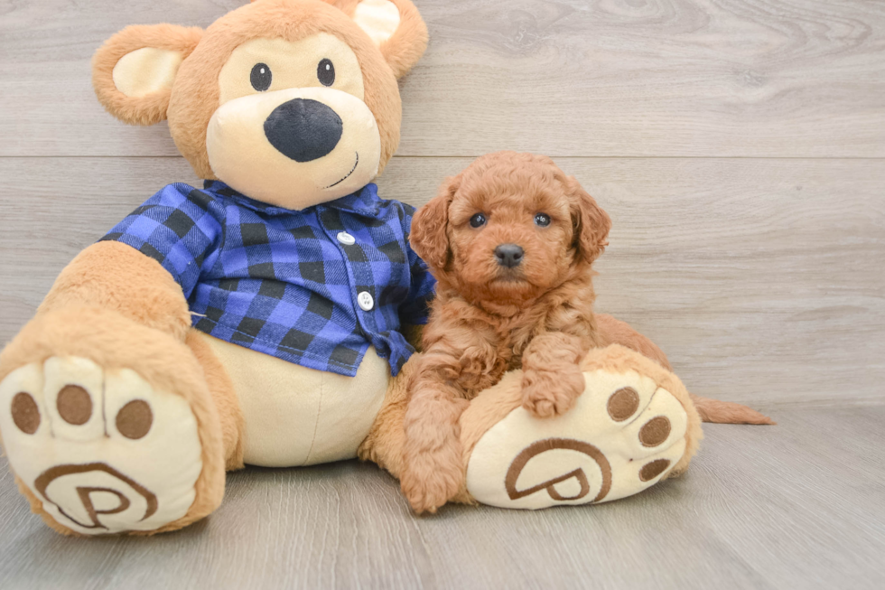 Popular Mini Goldendoodle Poodle Mix Pup