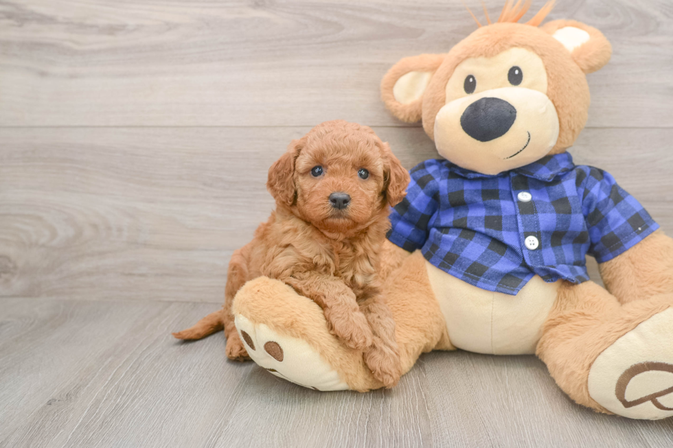 Little Mini Goldenpoo Poodle Mix Puppy