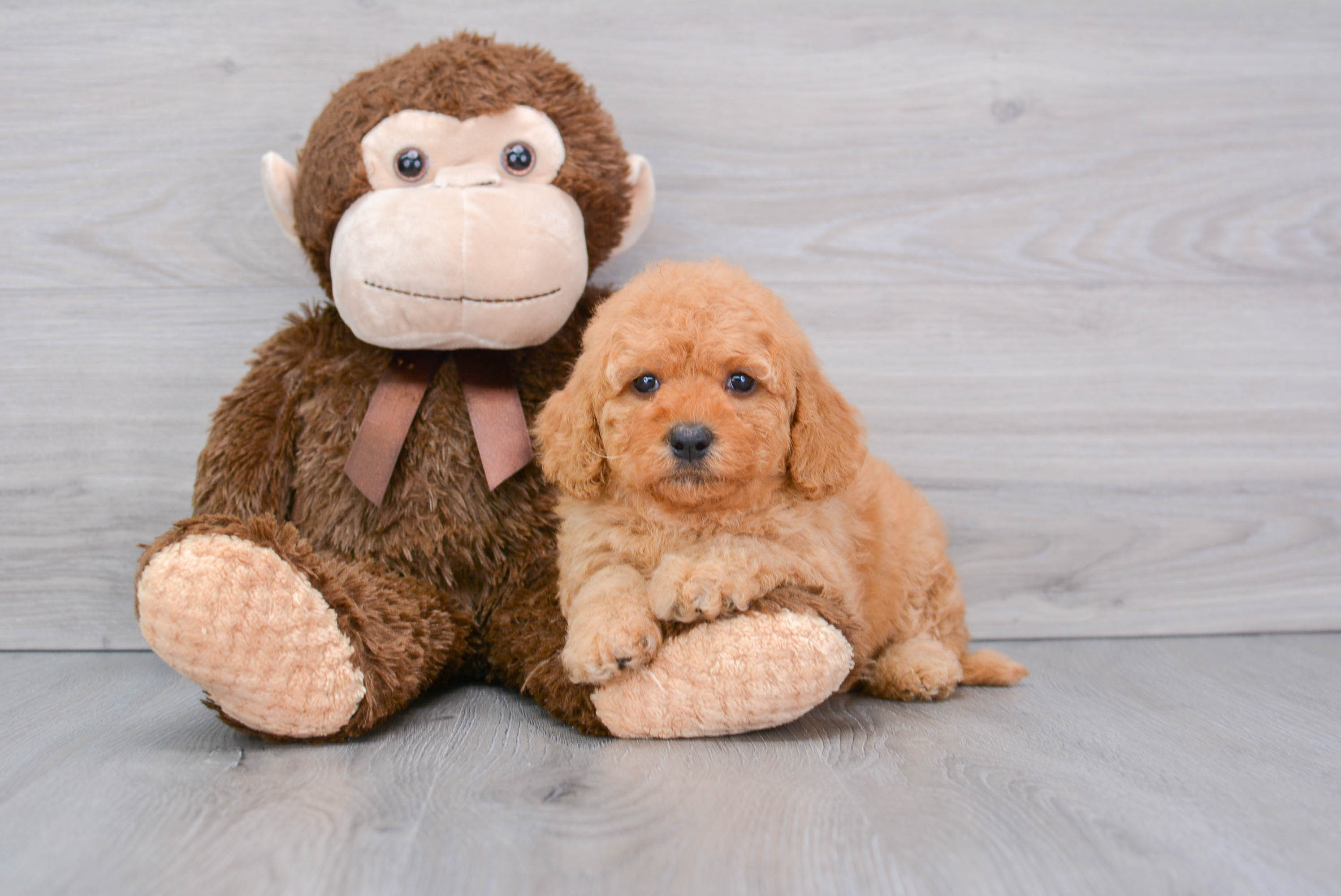 Mini Goldendoodle Pup Being Cute
