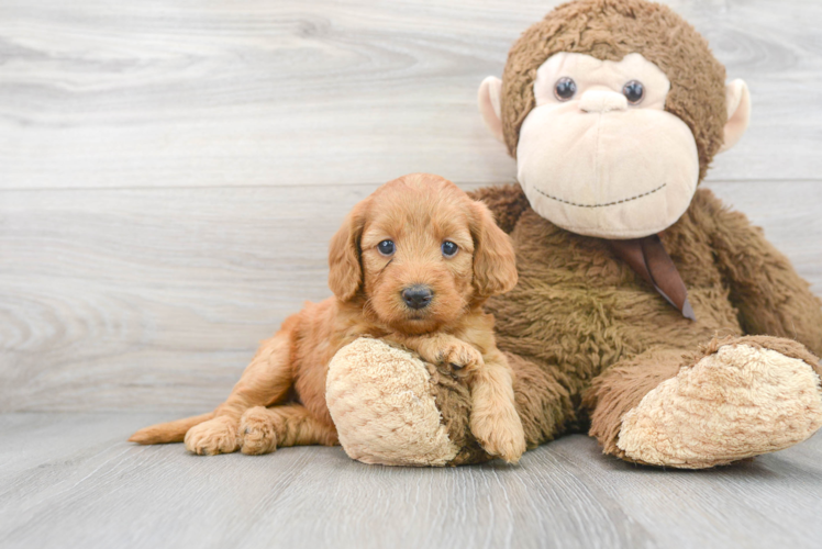 Cute Mini Goldendoodle Baby