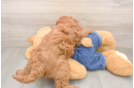 Friendly Mini Goldendoodle Baby