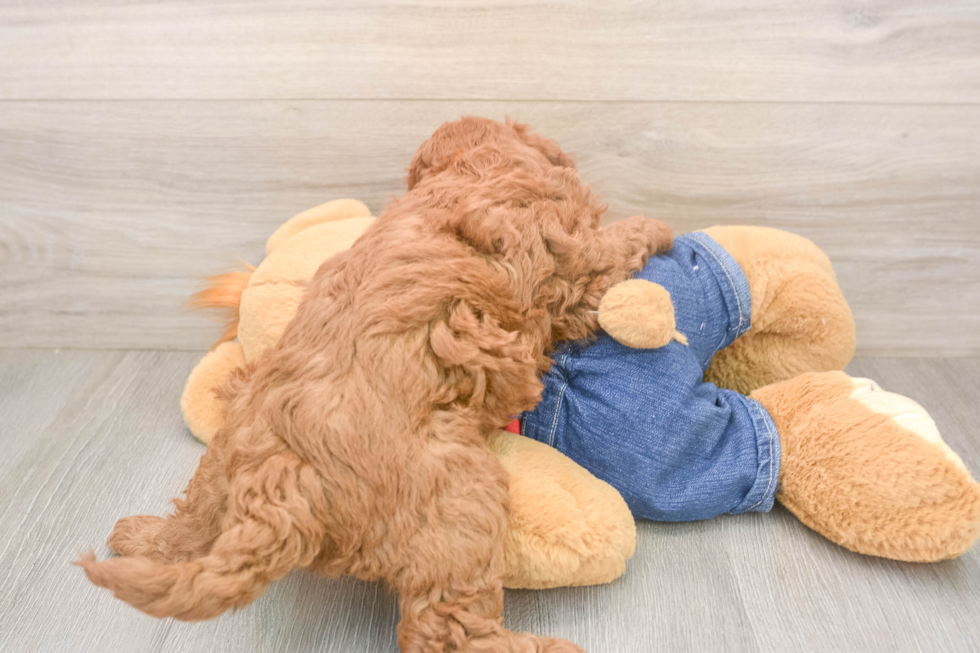 Friendly Mini Goldendoodle Baby