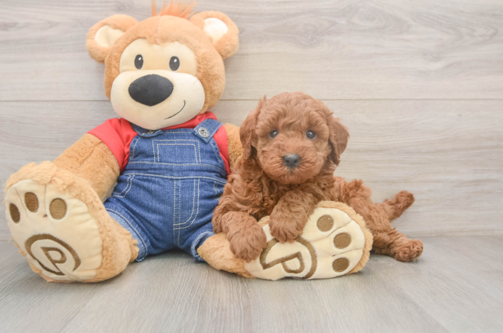 5 week old Mini Goldendoodle Puppy For Sale - Puppy Love PR