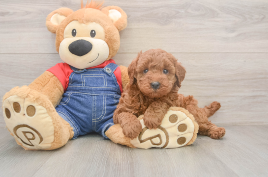 Smart Mini Goldendoodle Poodle Mix Pup